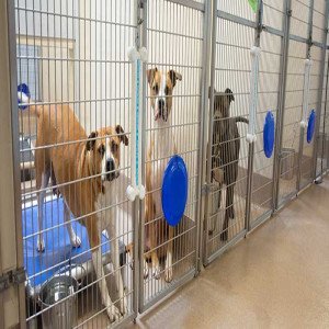 Animal Shelters